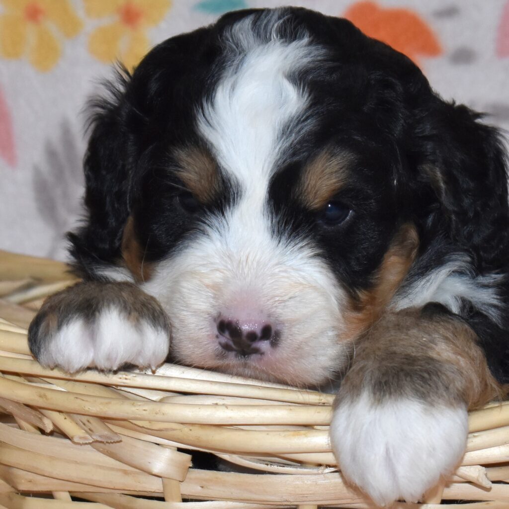 ultra bernedoodles