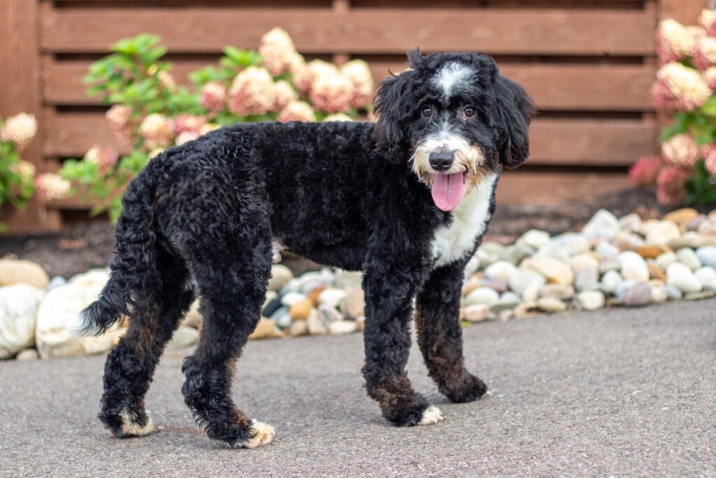 Adult Bernedoodle Buddy