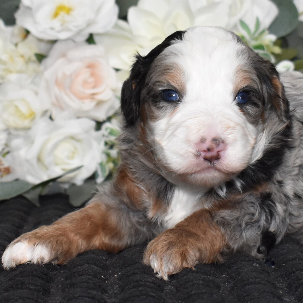 bernedoodle with blue eyes