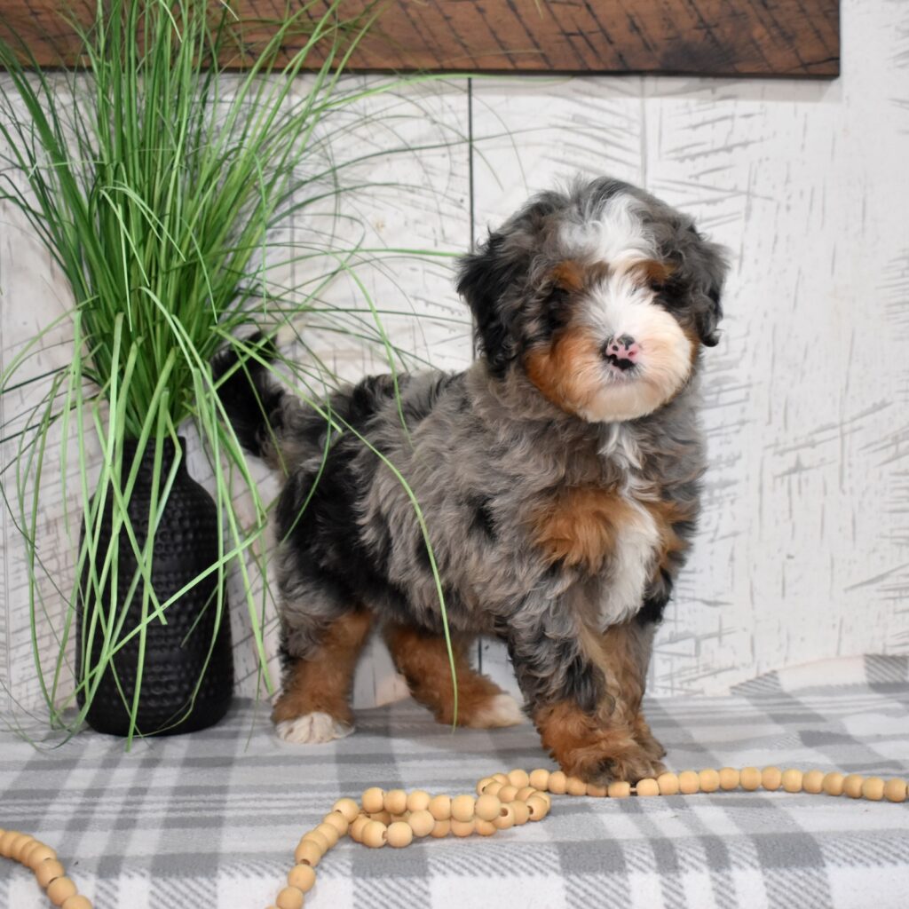 blue eyed bernedoodle for sale near me