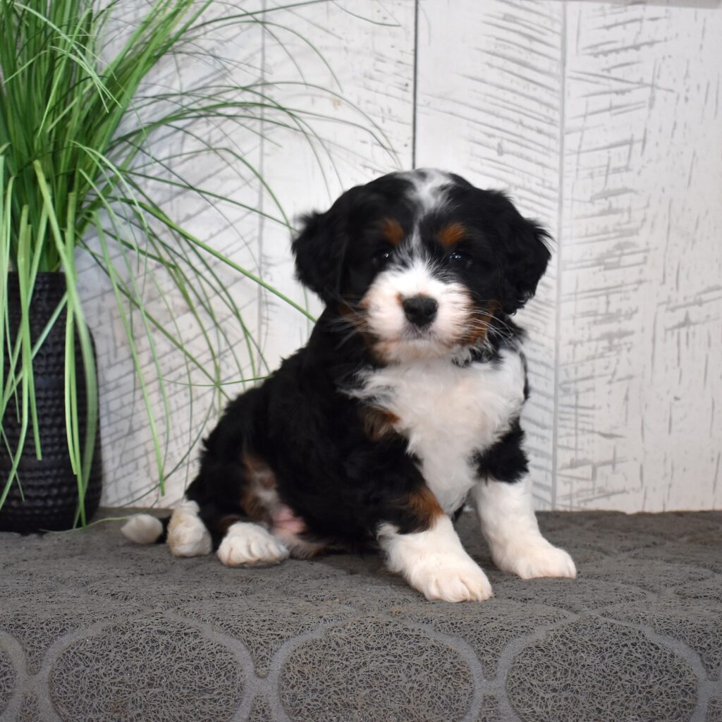 medium bernedoodle from berry patch puppies