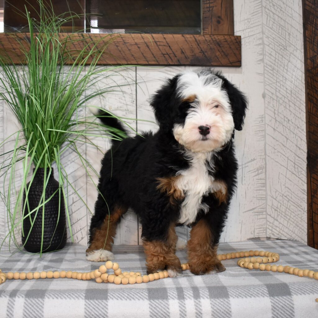 medium size bernedoodle breeder