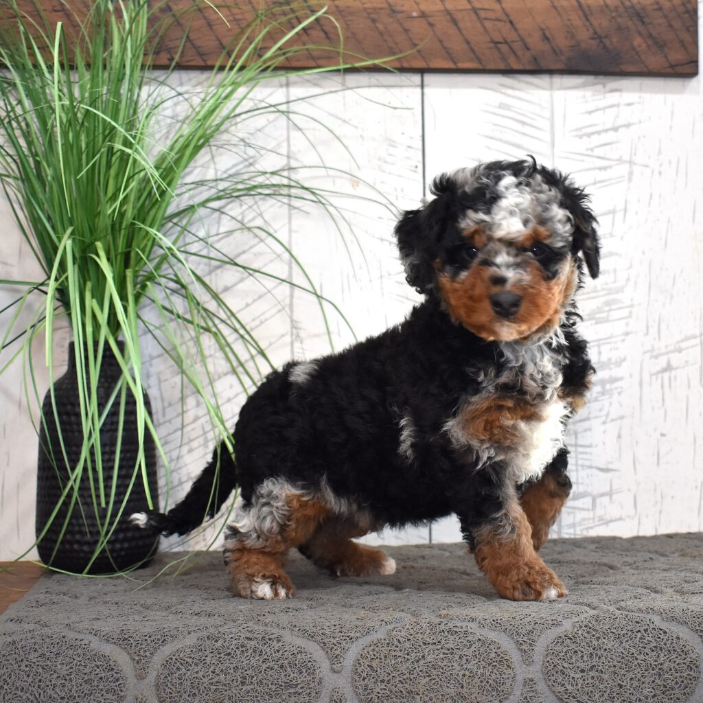 Berry Patch Puppies mini bernedoodle puppies for sale