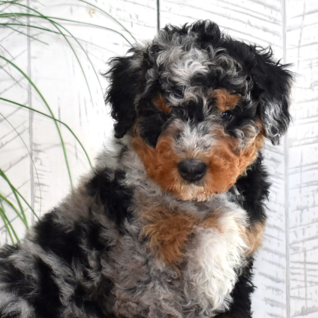 miniature bernedoodle puppies
