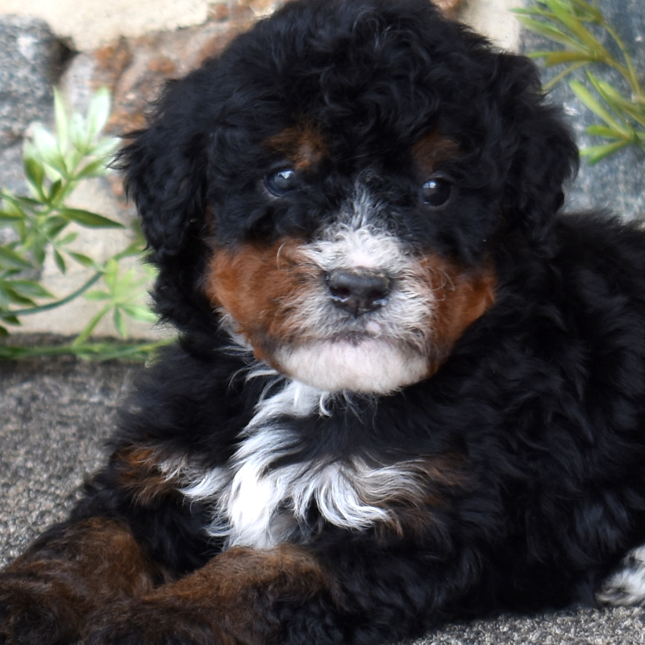 Bernedoodle breeders Pennsylvania