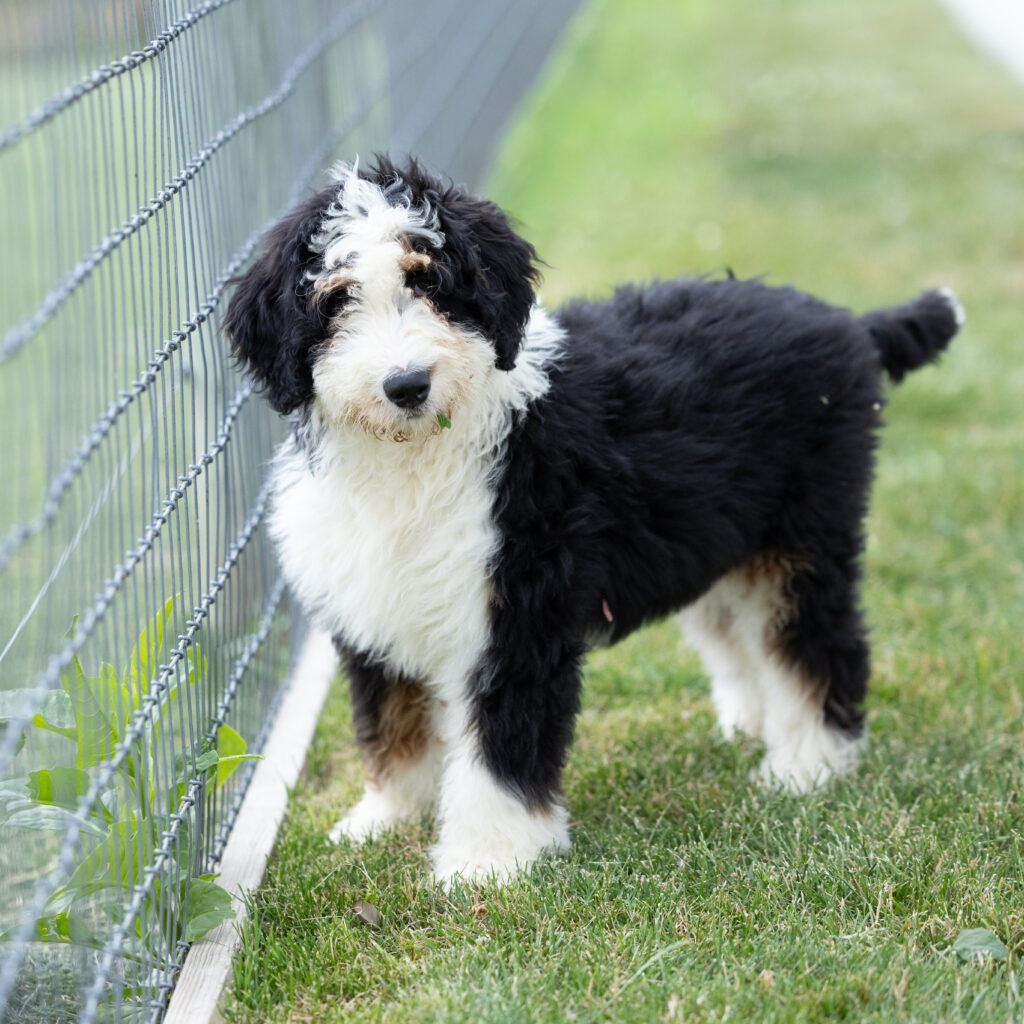 Bernedoodles For Sale near me