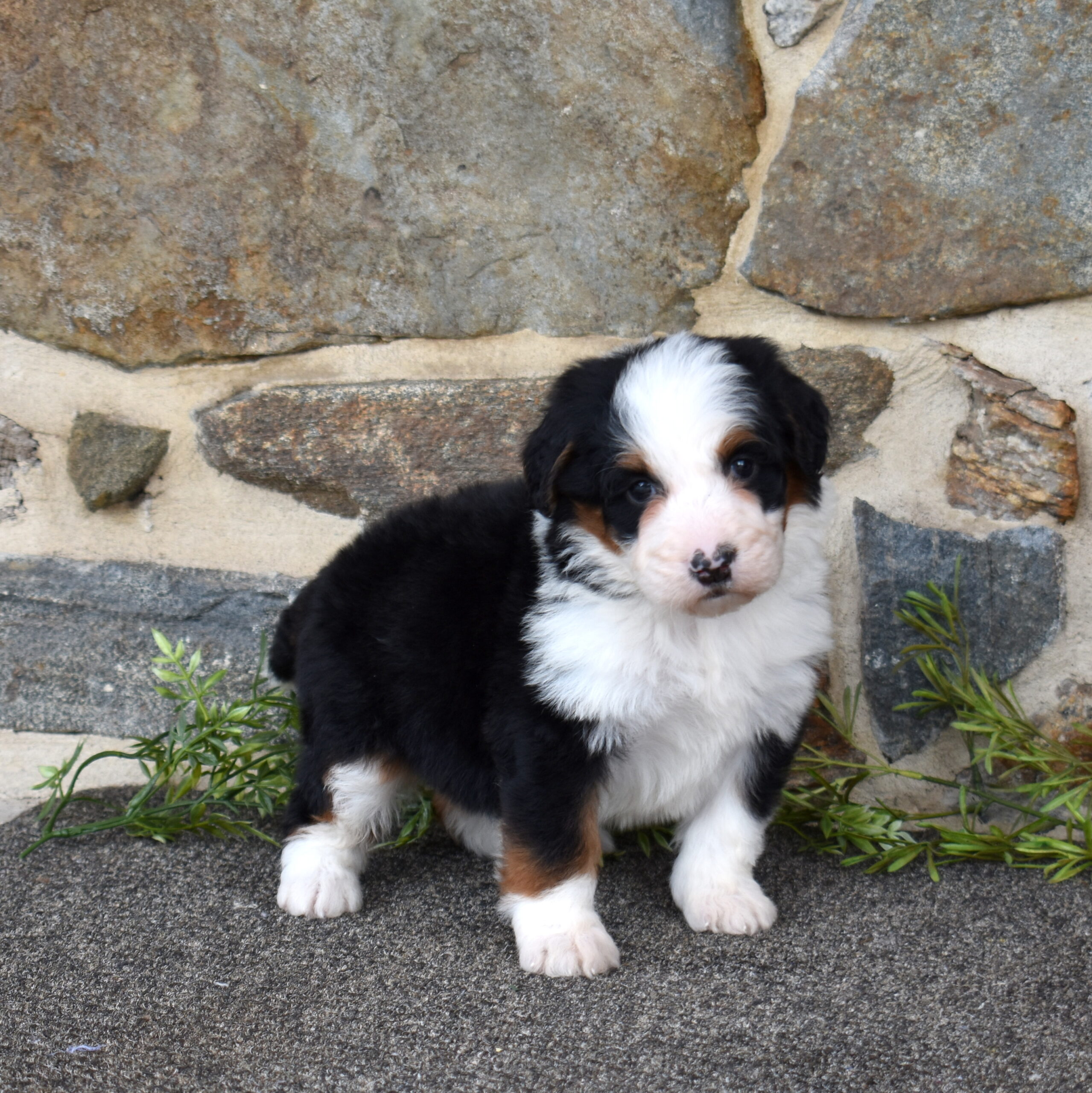 Bernedoodles for Sale near me (1)