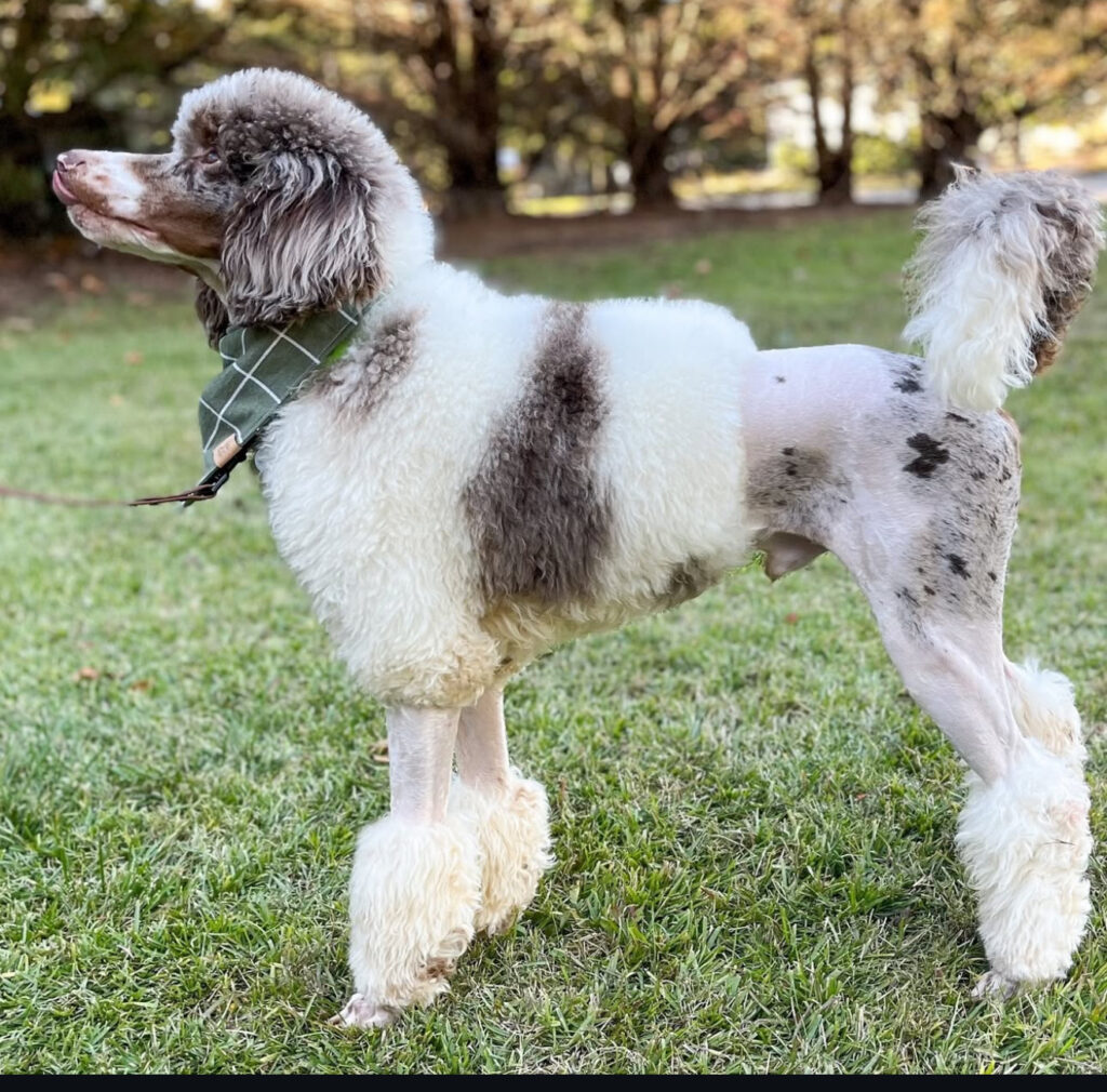 adult poodle andes