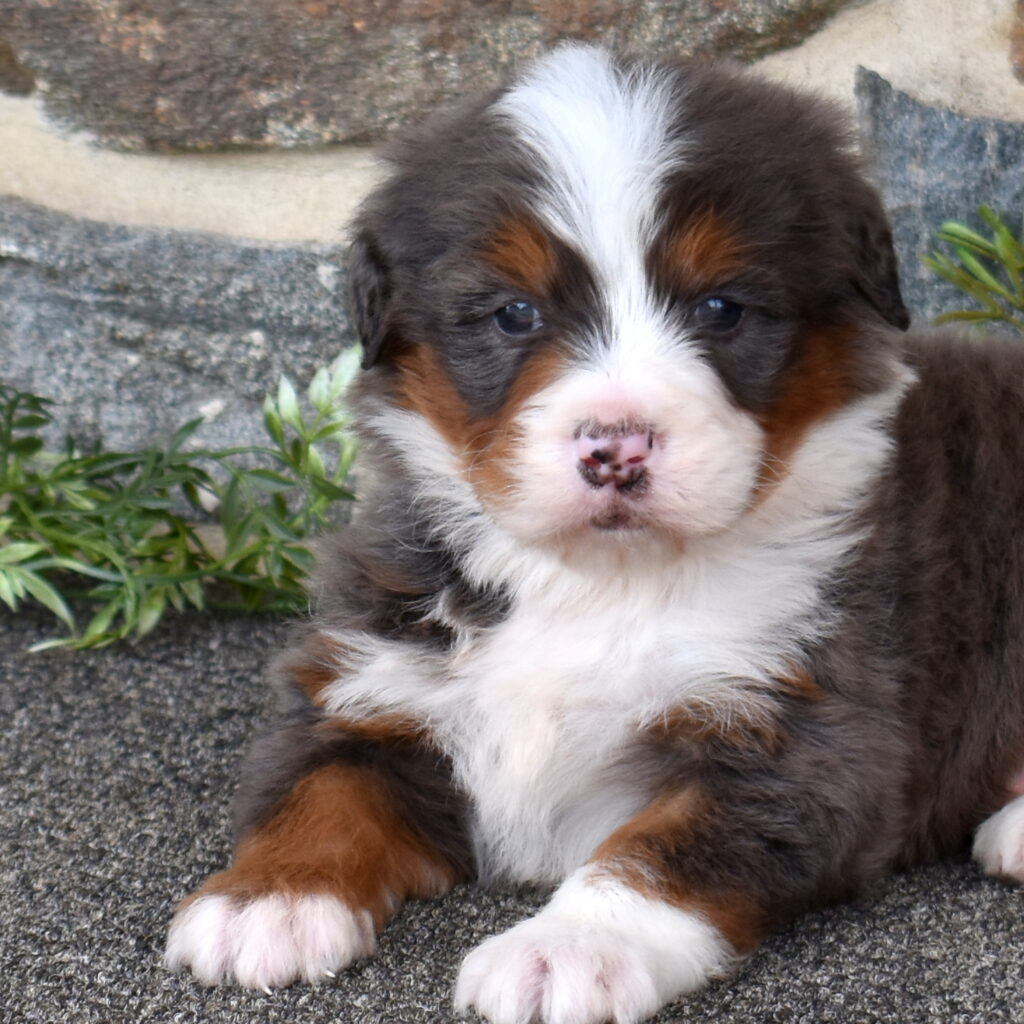 Standard Bernedoodle Puppy for Sale near me