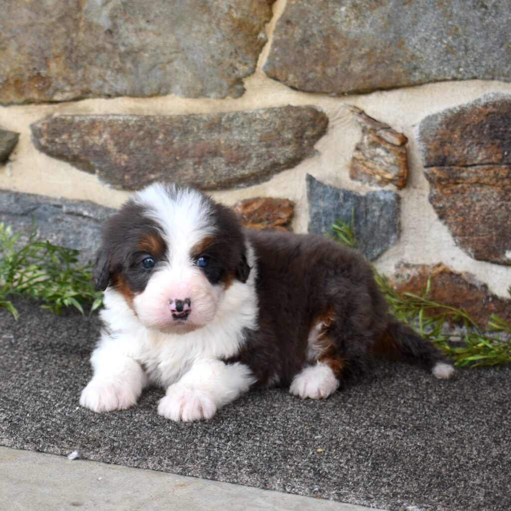 Standard Bernedoodle for Sale lancaster pa