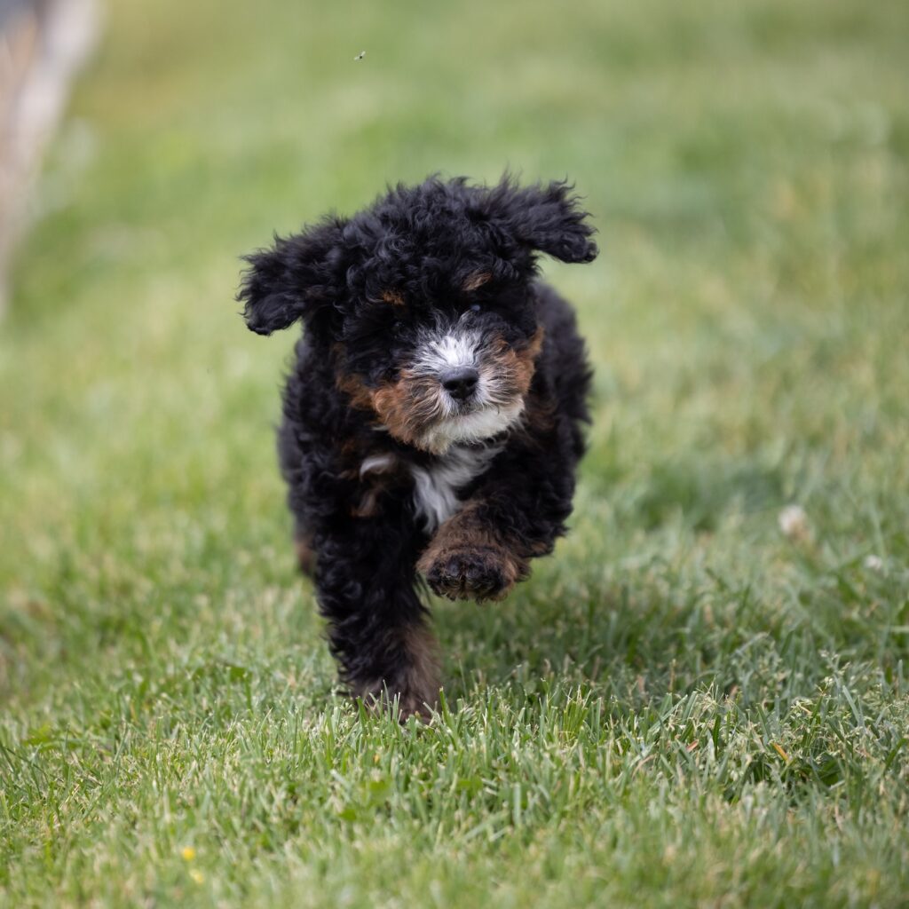bernadoodle