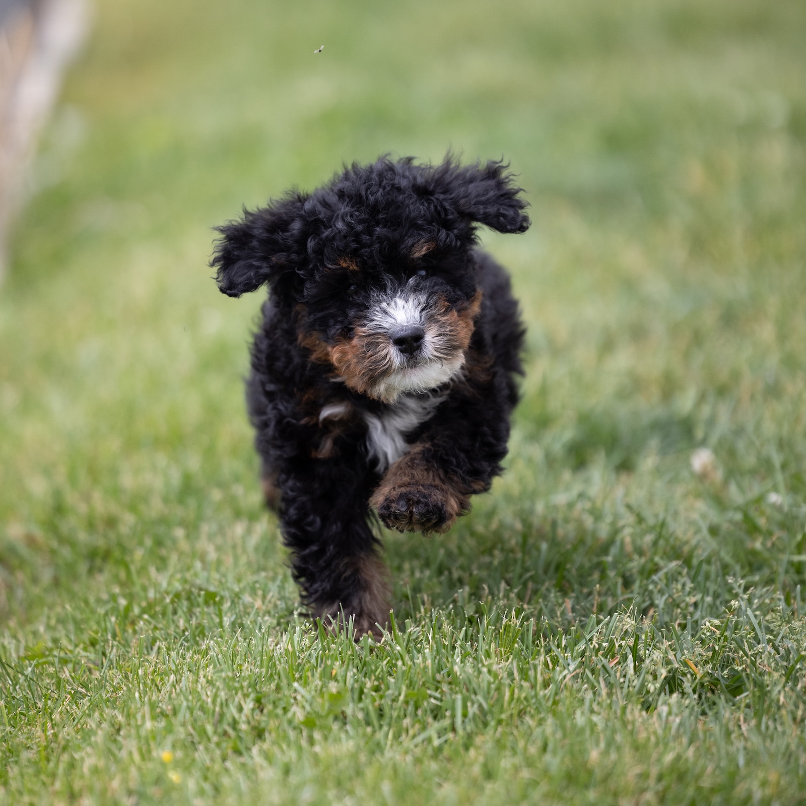 bernadoodle