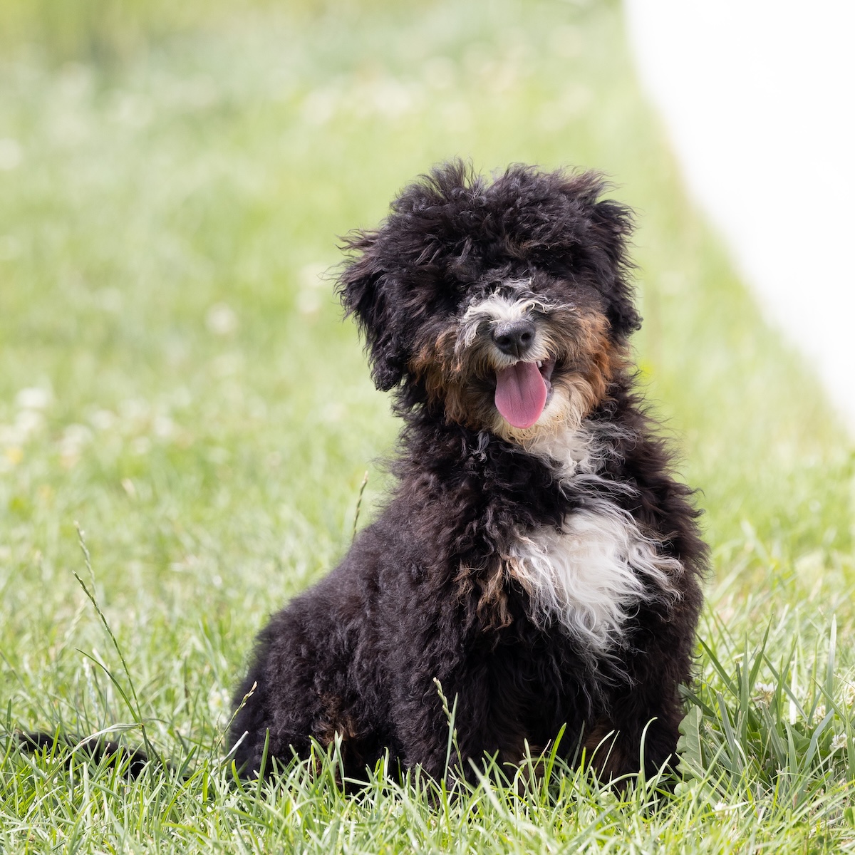 bernadoodle puppies