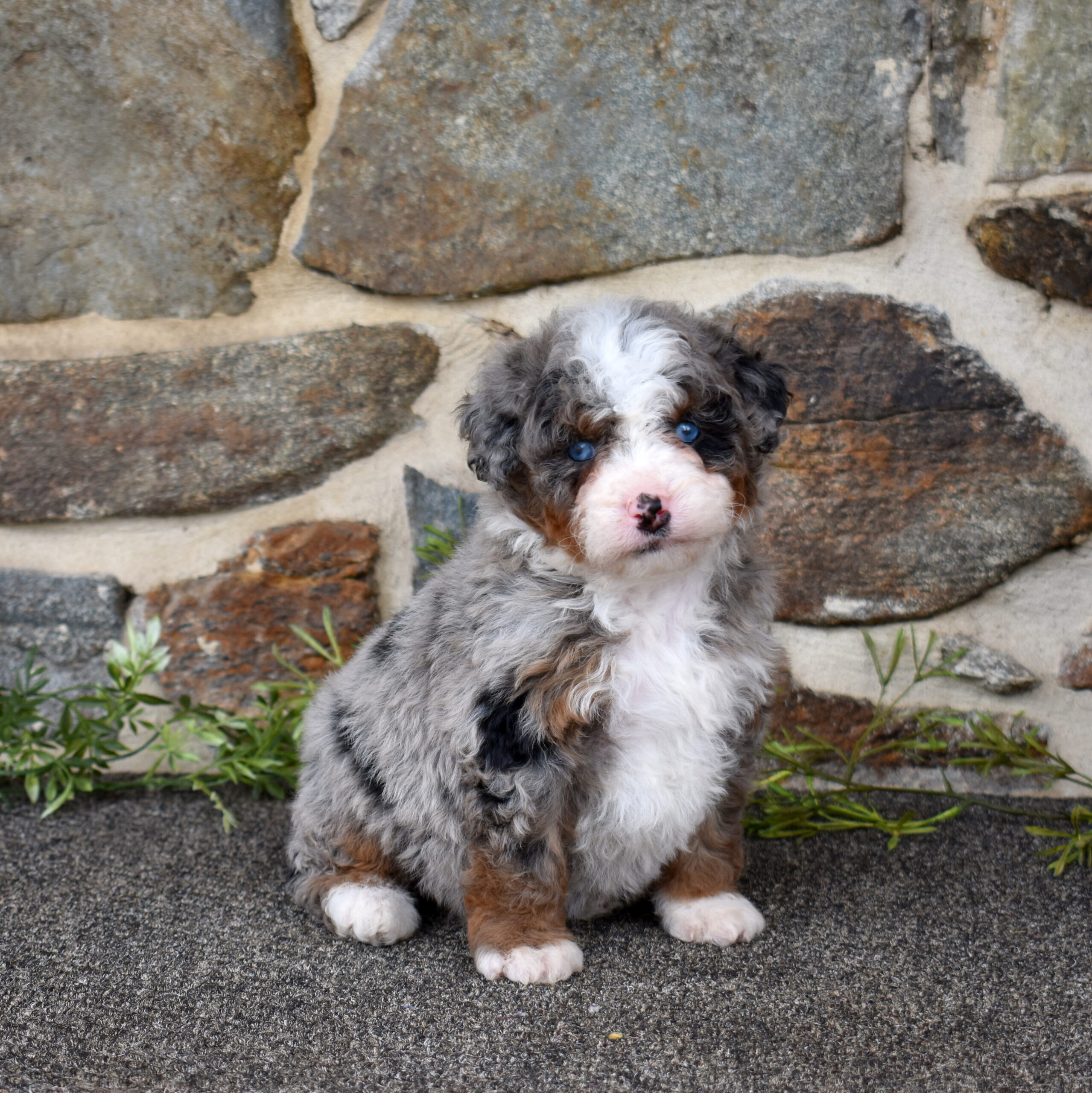 bernedoodle breeders lancaster pa