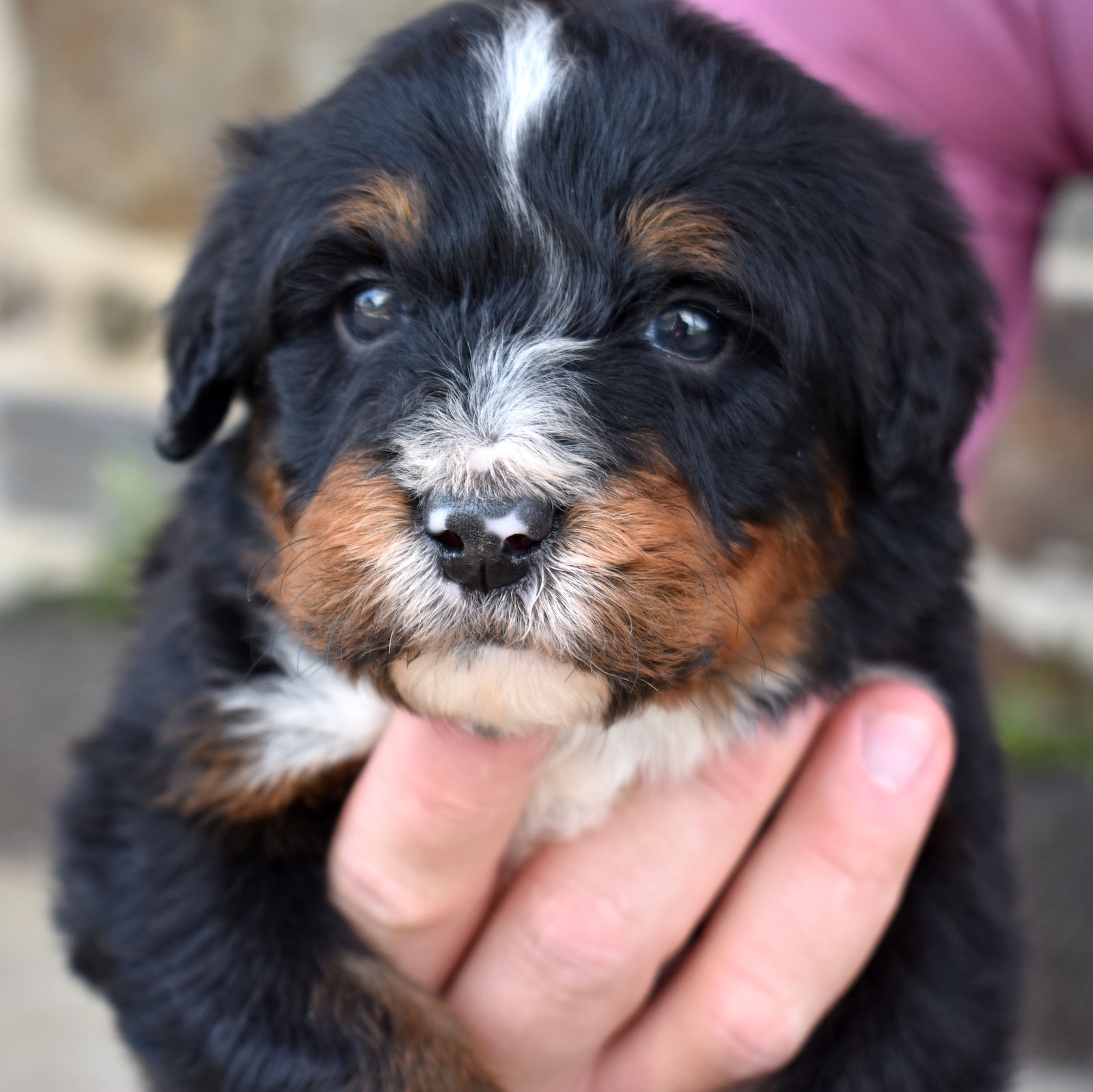 bernedoodle dogs for sale