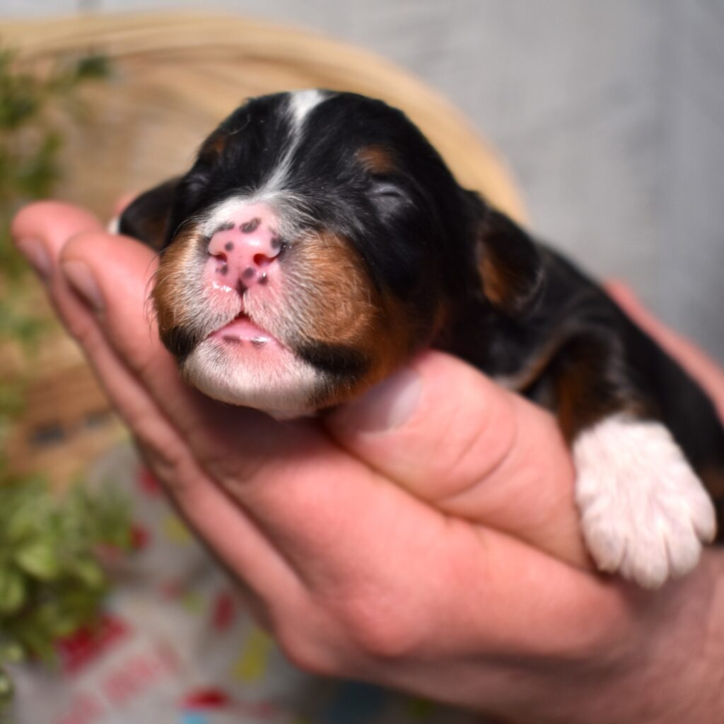 bernedoodle dogs for sale near me