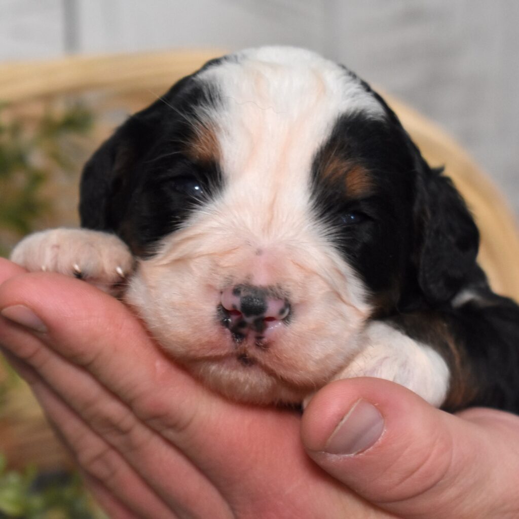 bernedoodle f1 standard puppies for sale near me