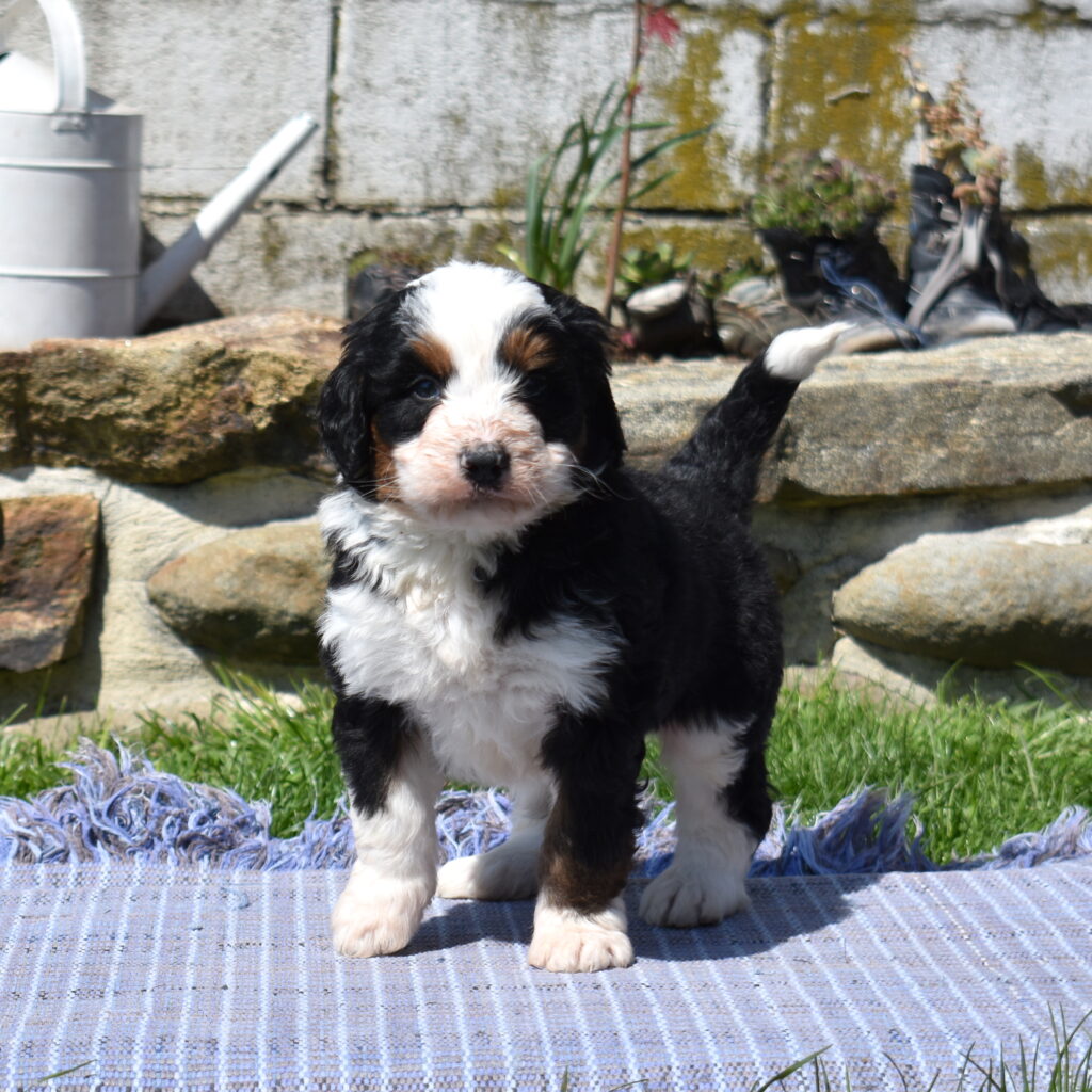 bernedoodle f1 standard puppy