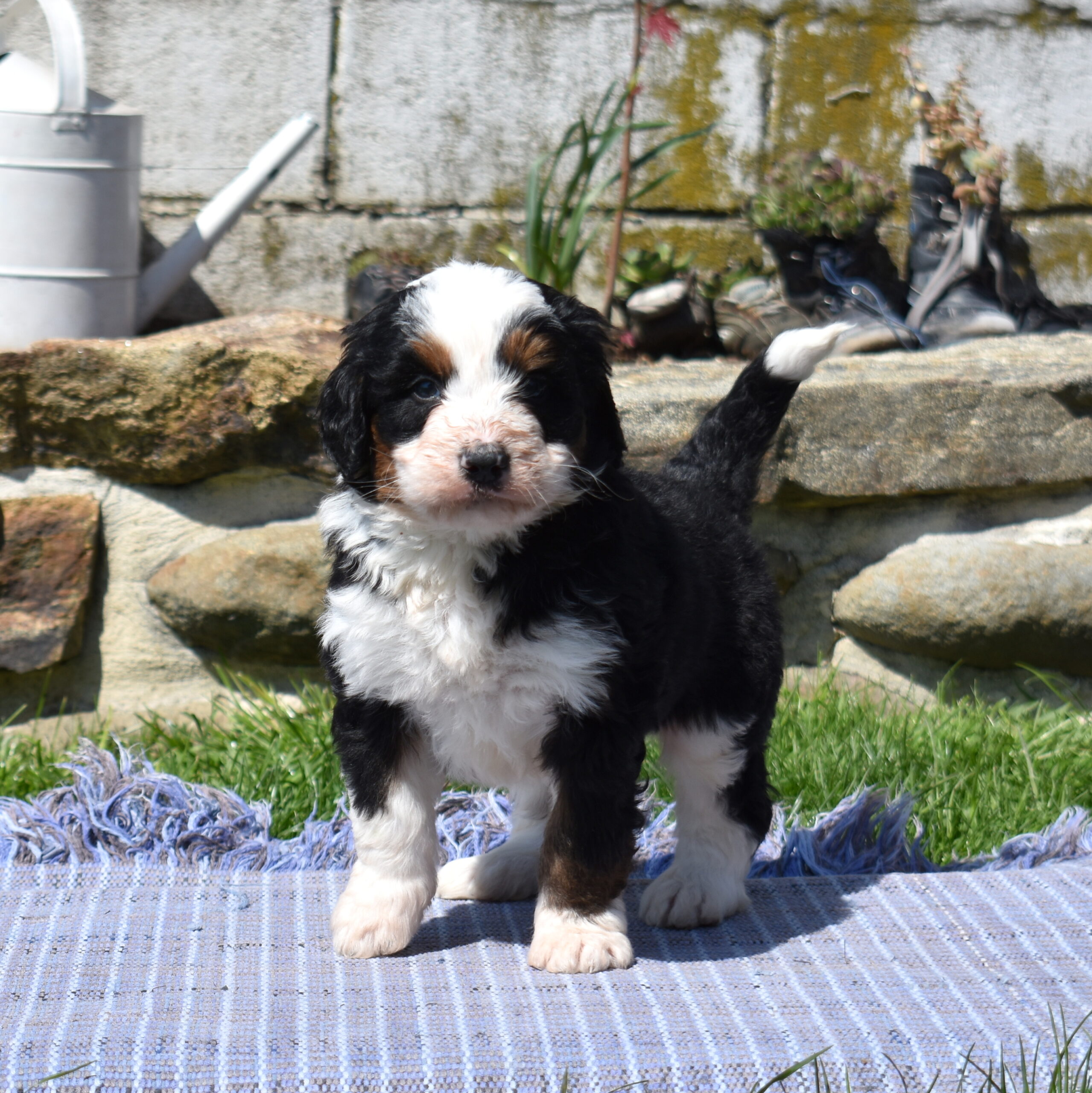 bernedoodle f1 standard puppy
