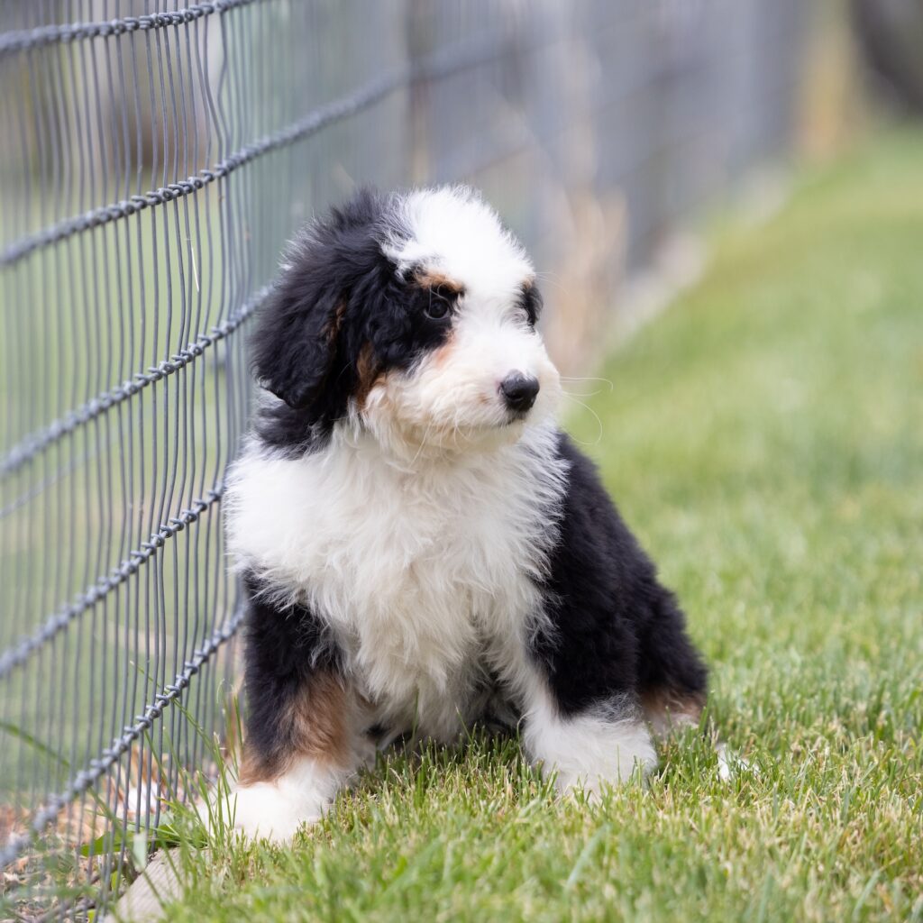 bernedoodles for sale near me