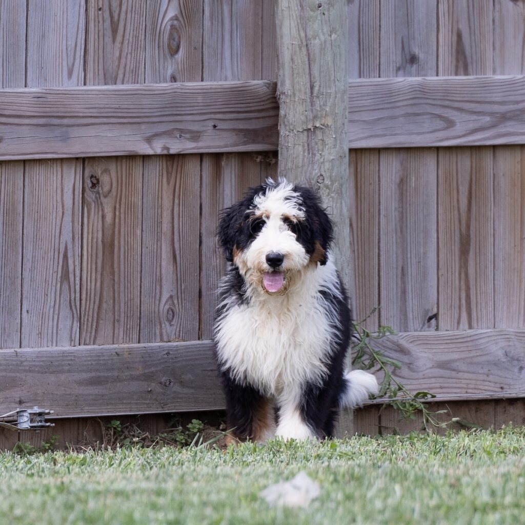 bernedoodles for sale near me md