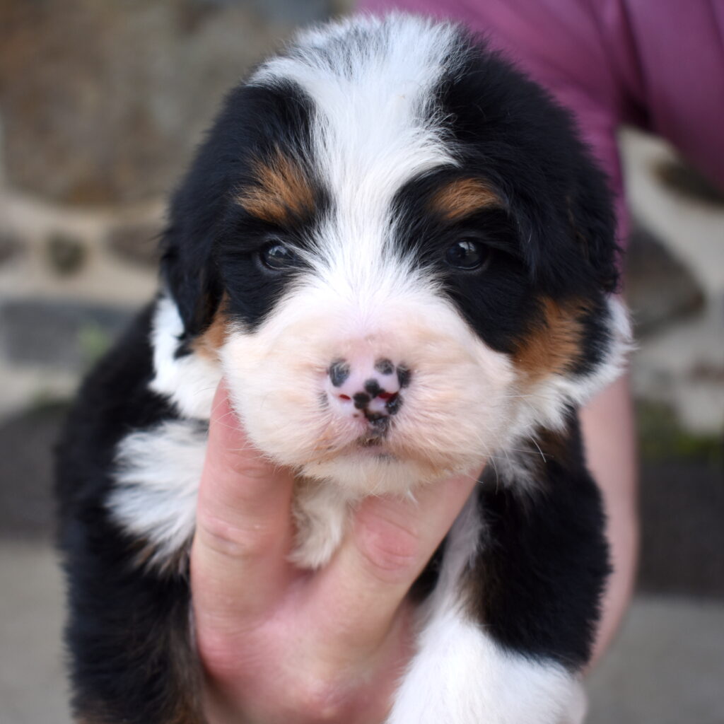 bernese Mountain Poodle Mix berry patch puppies