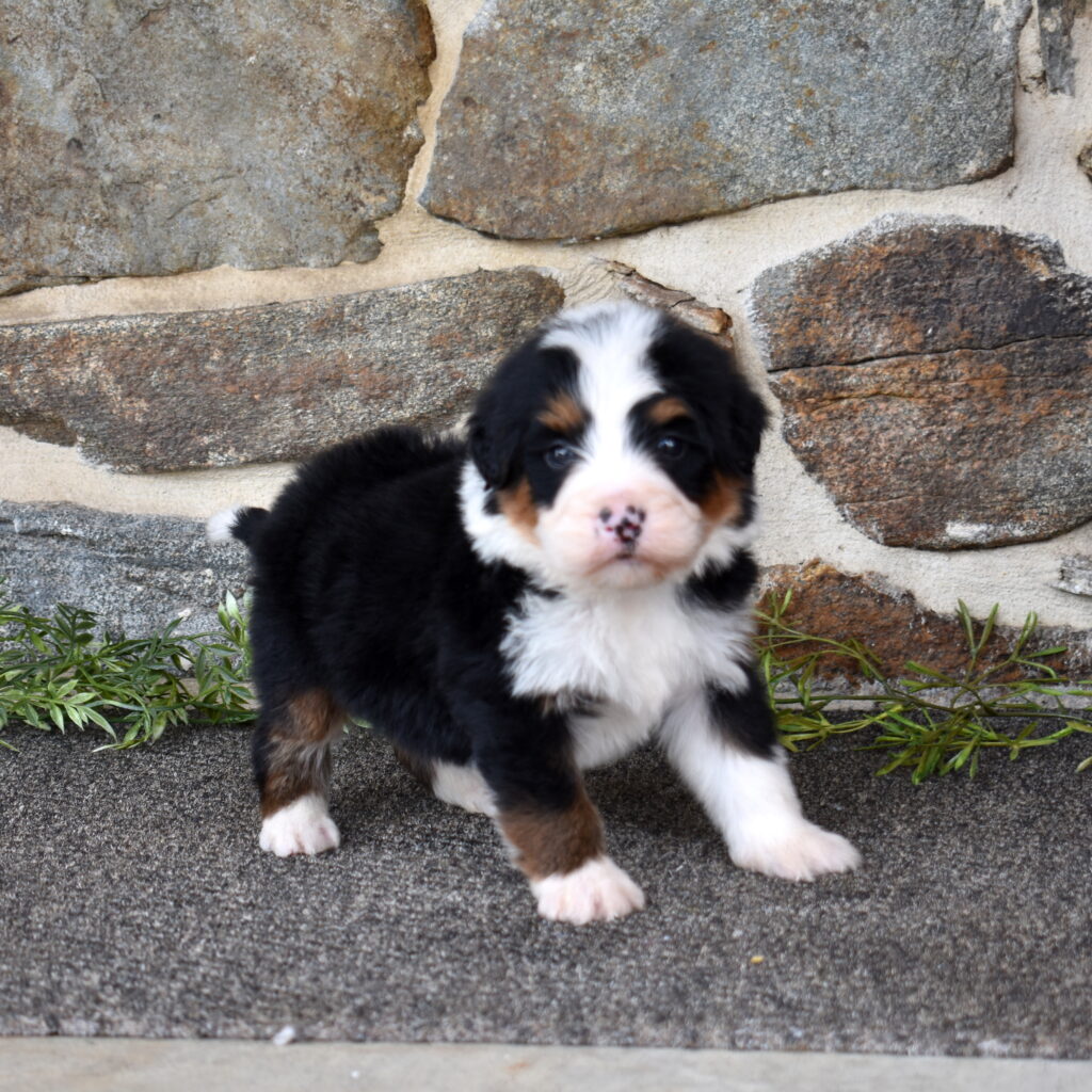 bernese Mountain Poodle Mix puppy