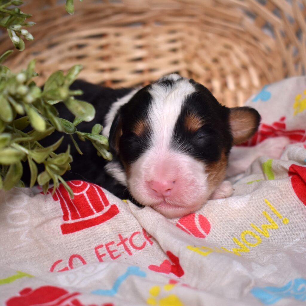 bernese mountain poodle mix for sale pa