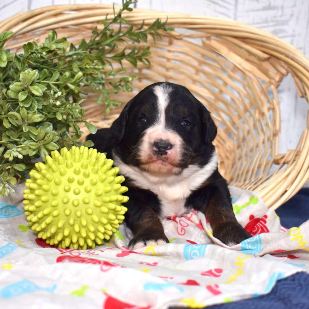 f1 standard bernedoodle lancaster pa