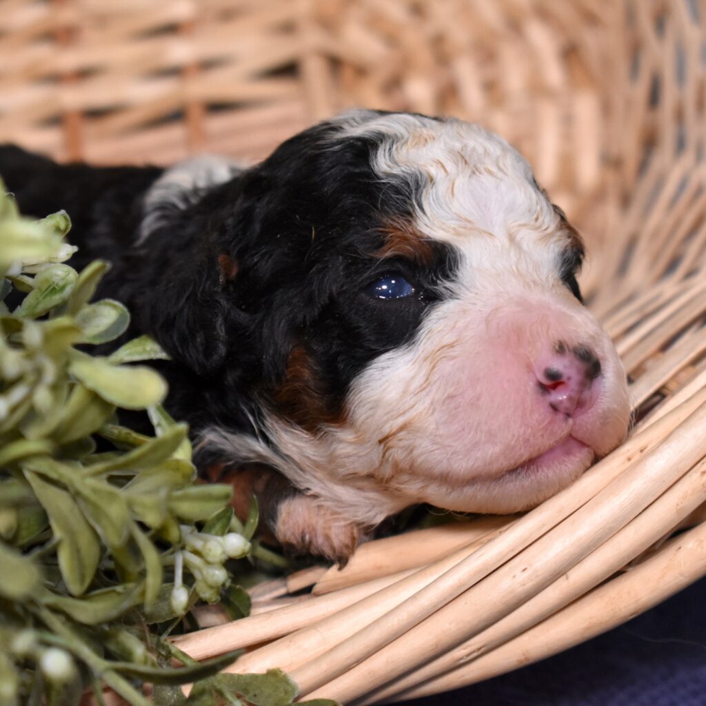 f1b mini bernedoodle for sale lancaster pa