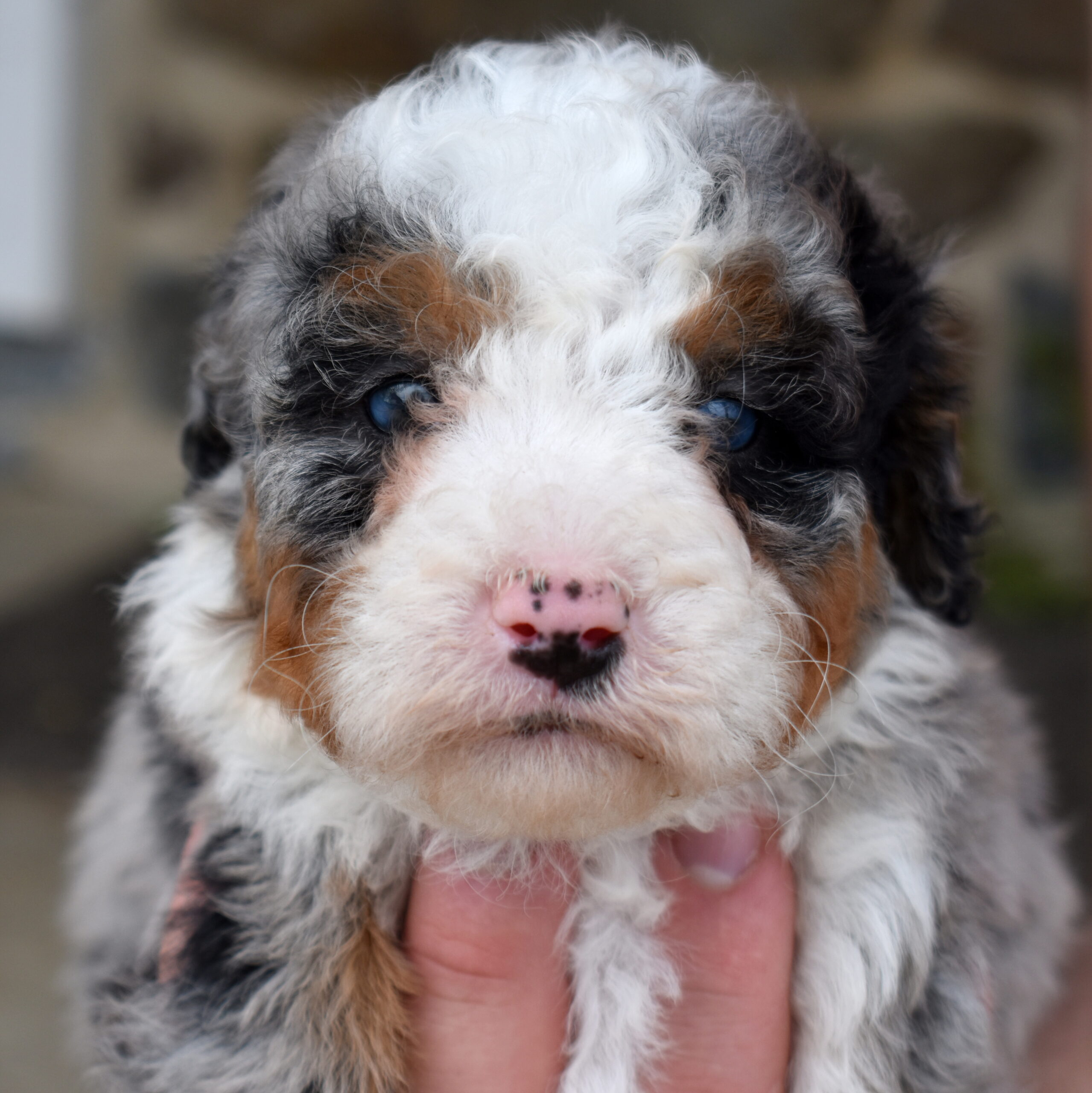 mini bernadoodle for sale merle