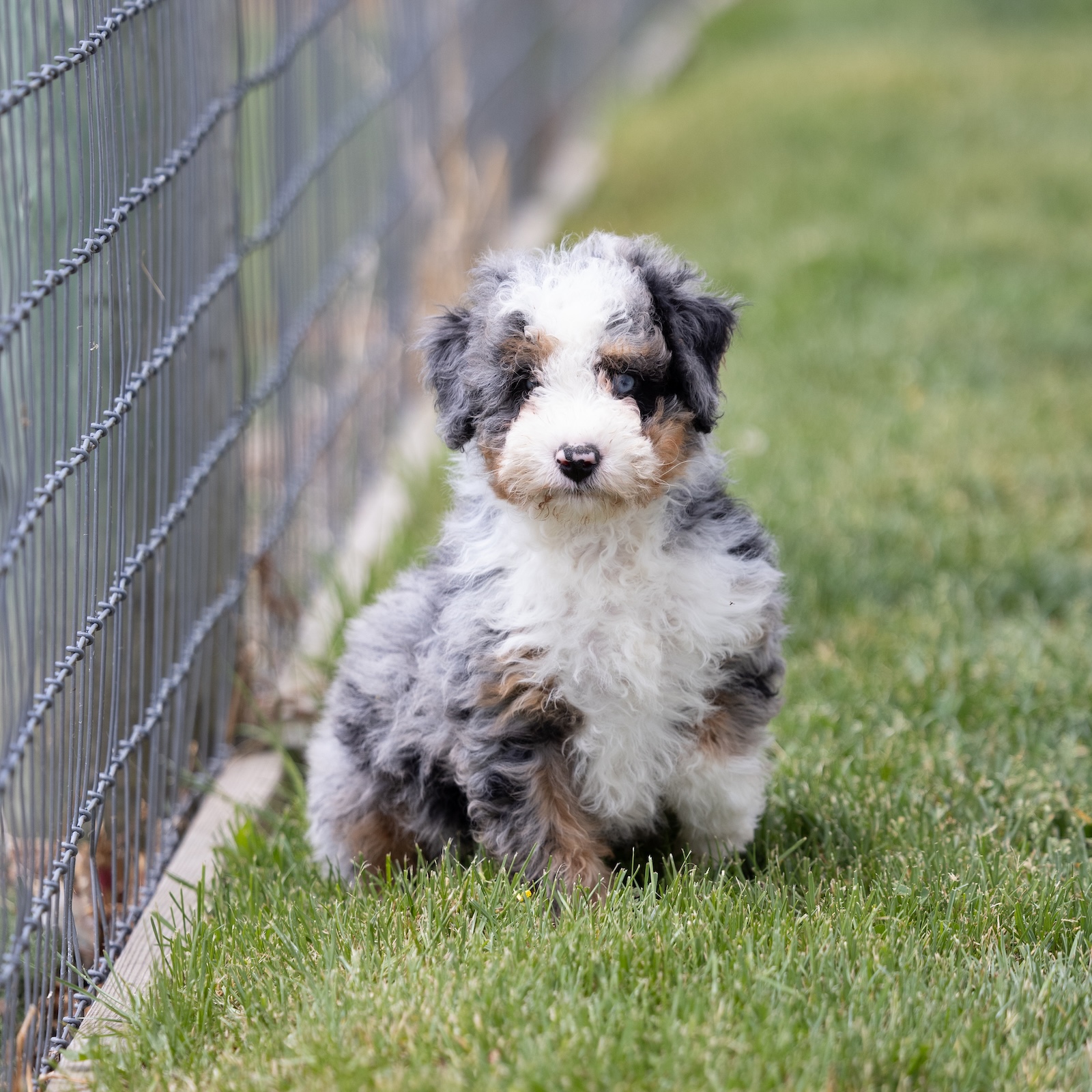 mini bernadoodle for sale near me