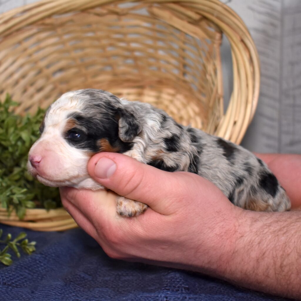 mini bernadoodle for sale pa