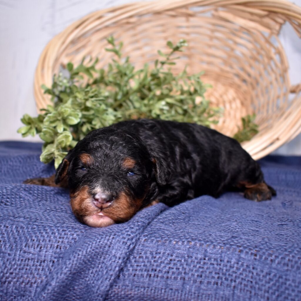 mini bernadoodles for sale lancaster pa