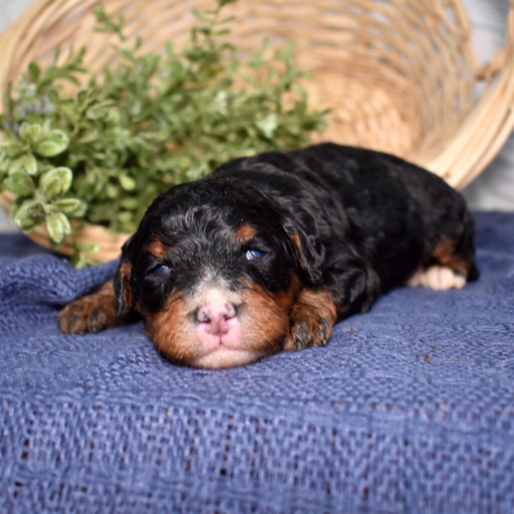 mini bernedoodle tri color coat