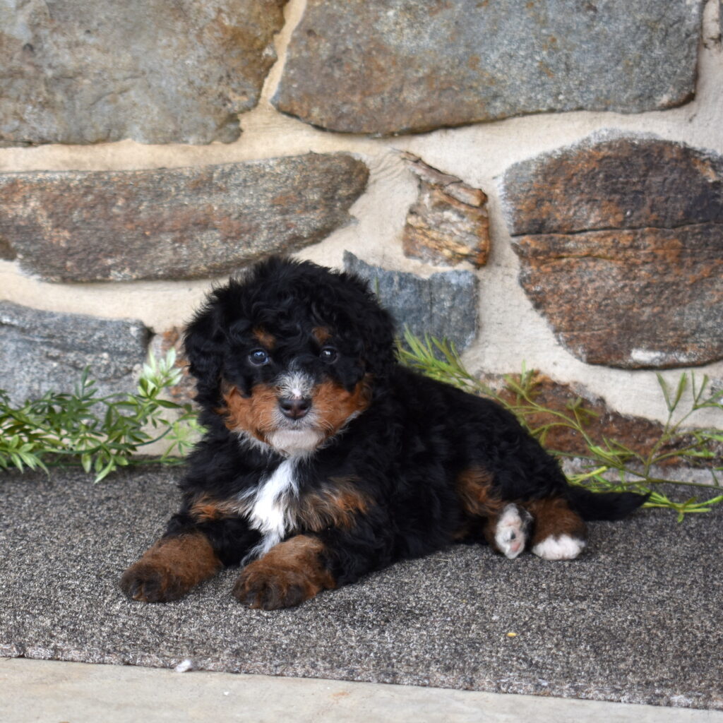 mini bernedoodle tri color puppy for sale