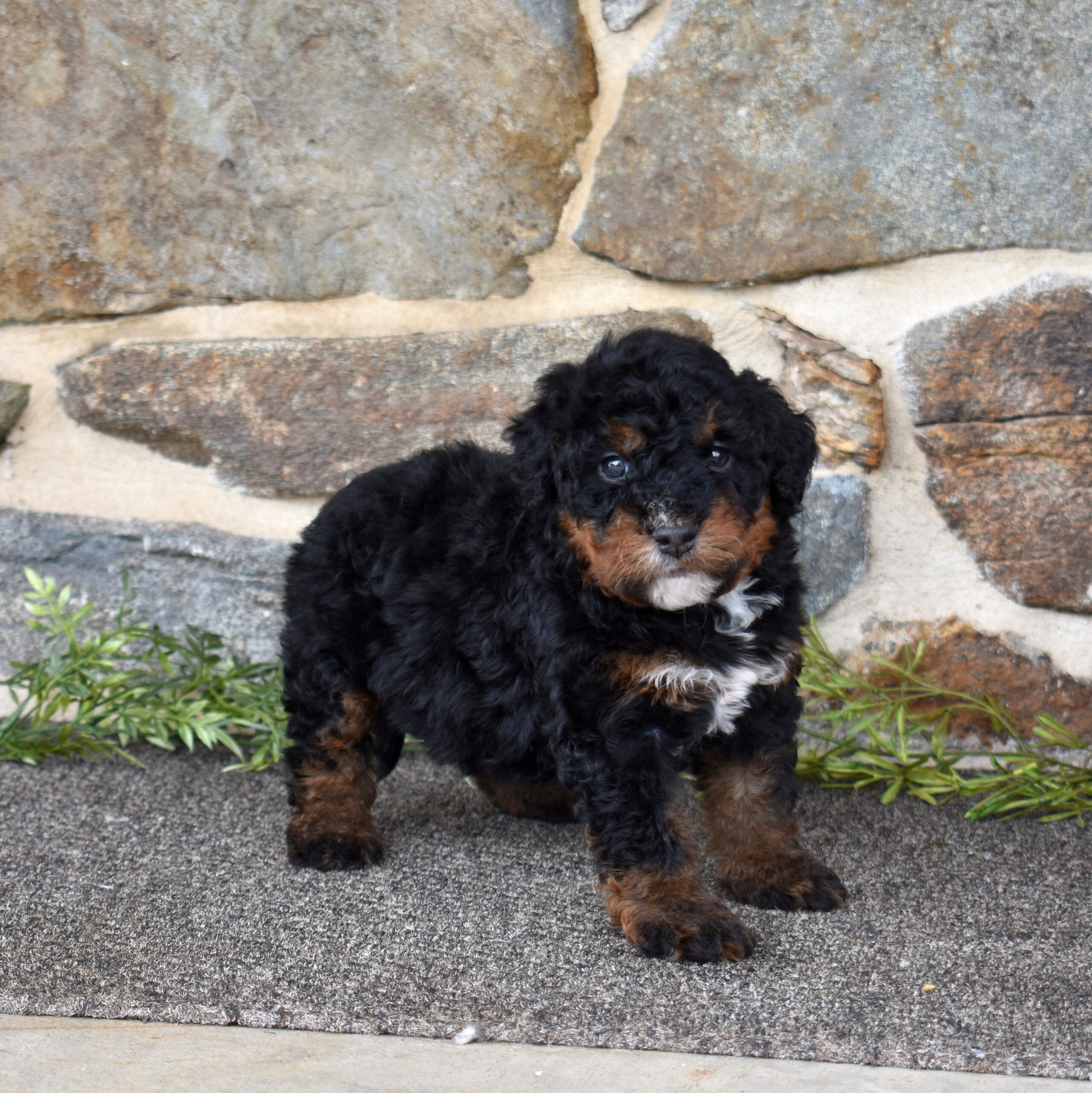 mini bernedoodles for sale near me
