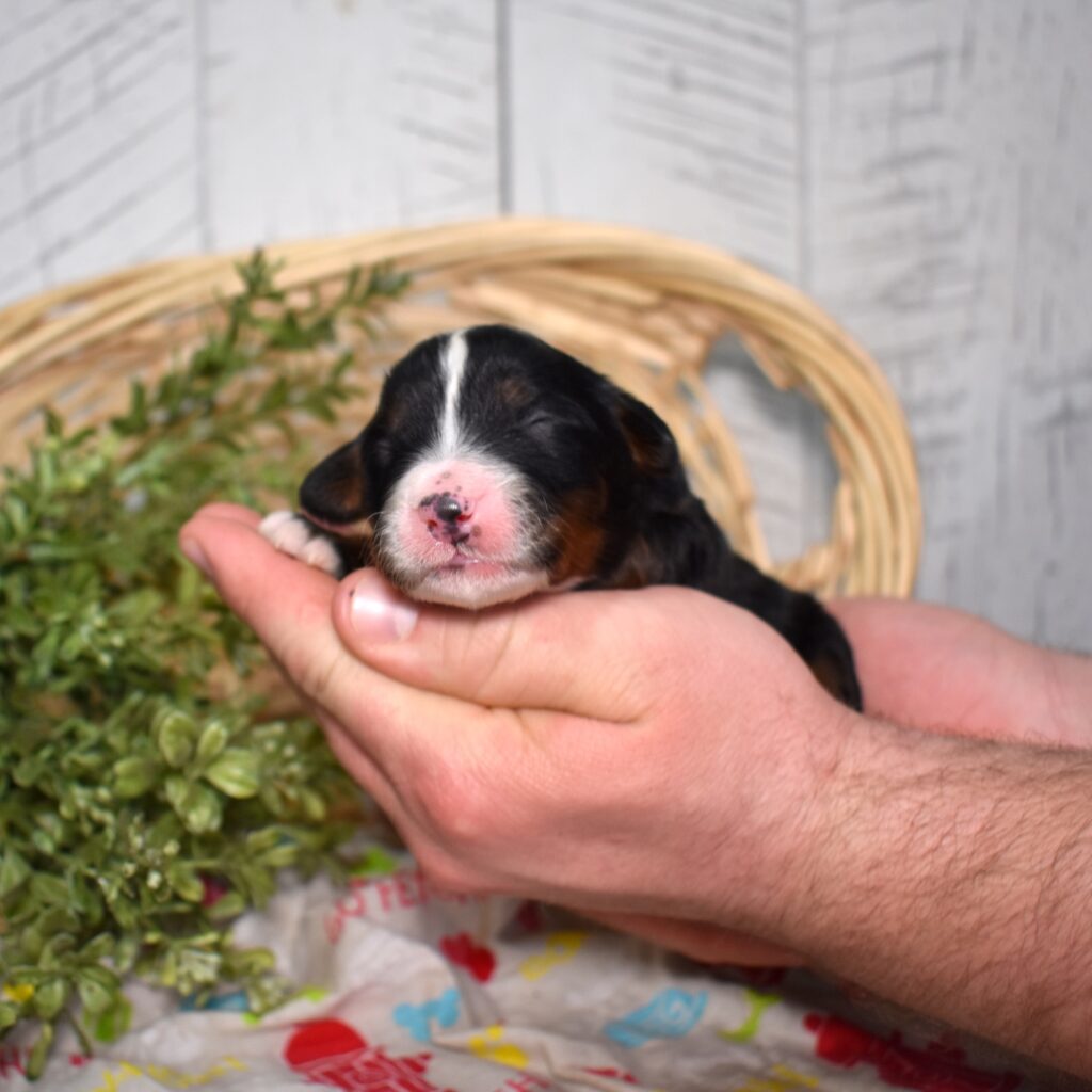 standard bernedoodle