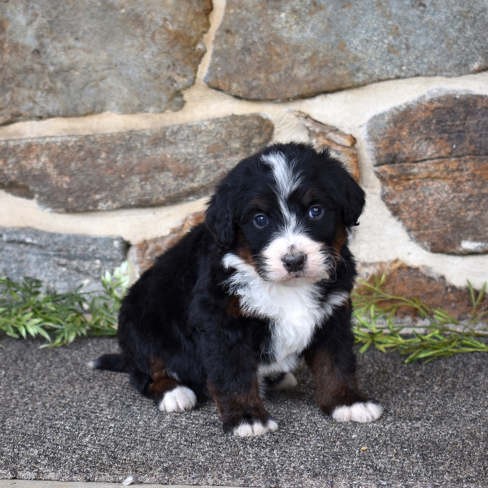 standard bernedoodle breeders