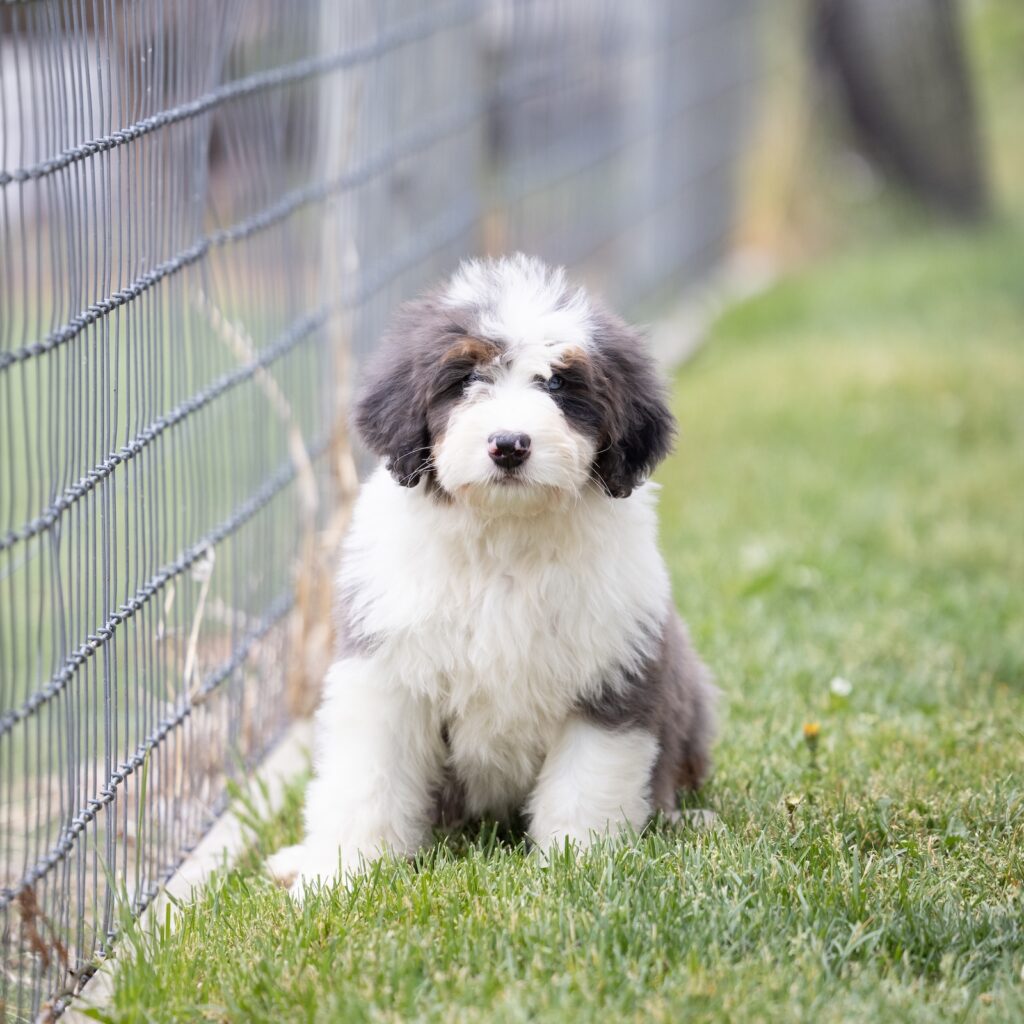 standard bernedoodle for sale pa