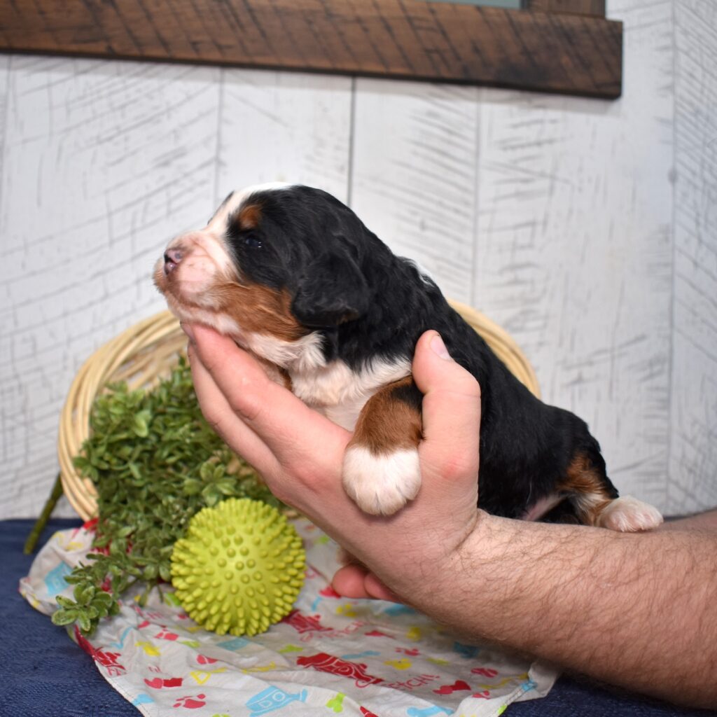 standard size bernedoodle for sale