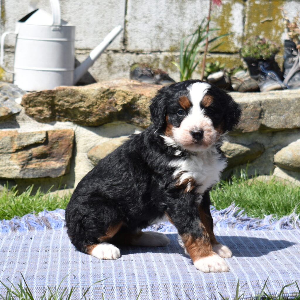 standard size bernedoodle puppy