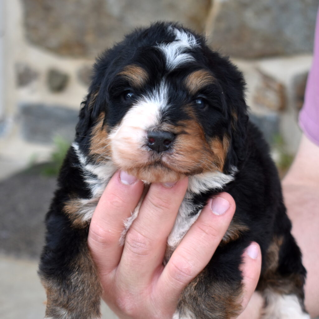 medium bernedoodle puppy