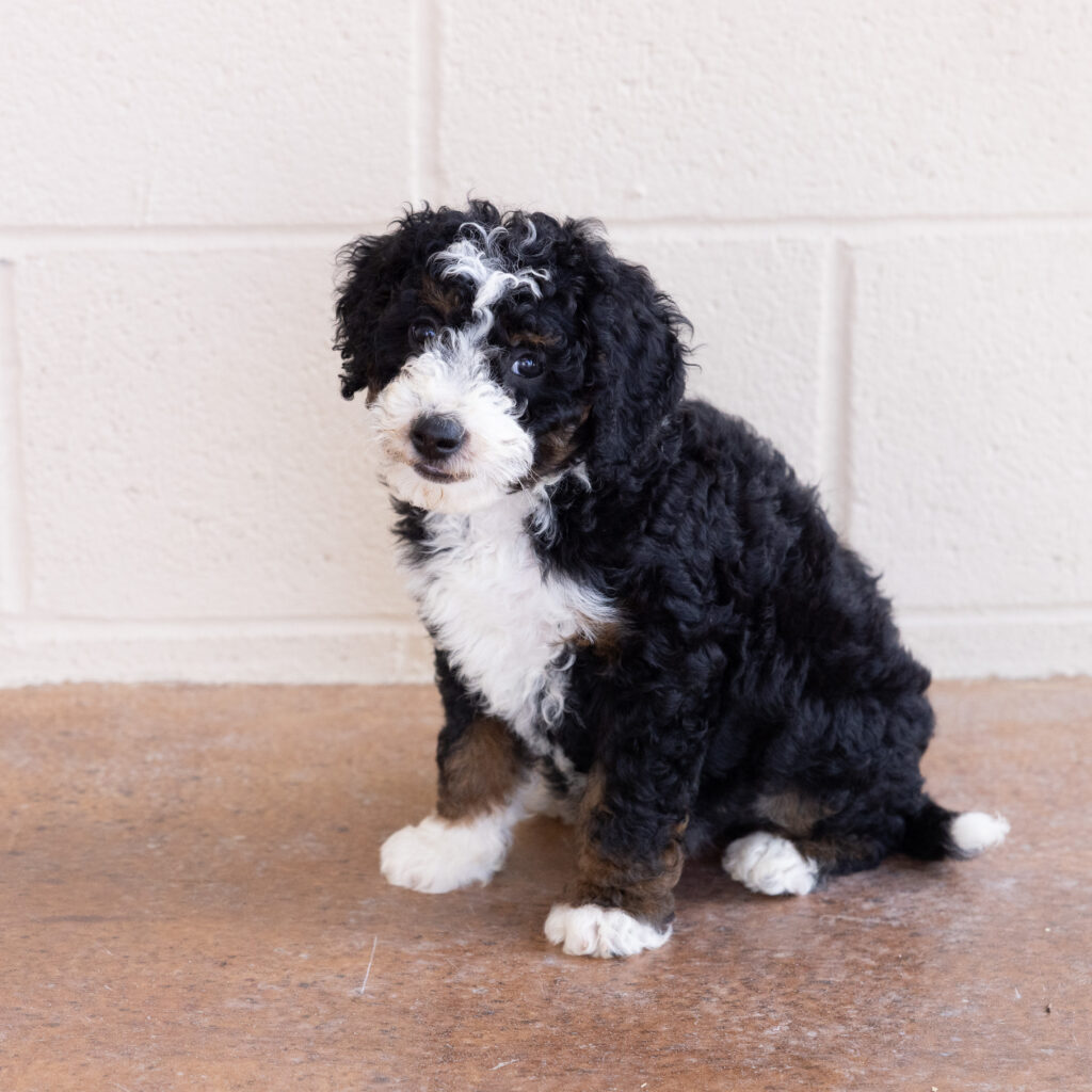 Bernedoodle Tri Color puppies
