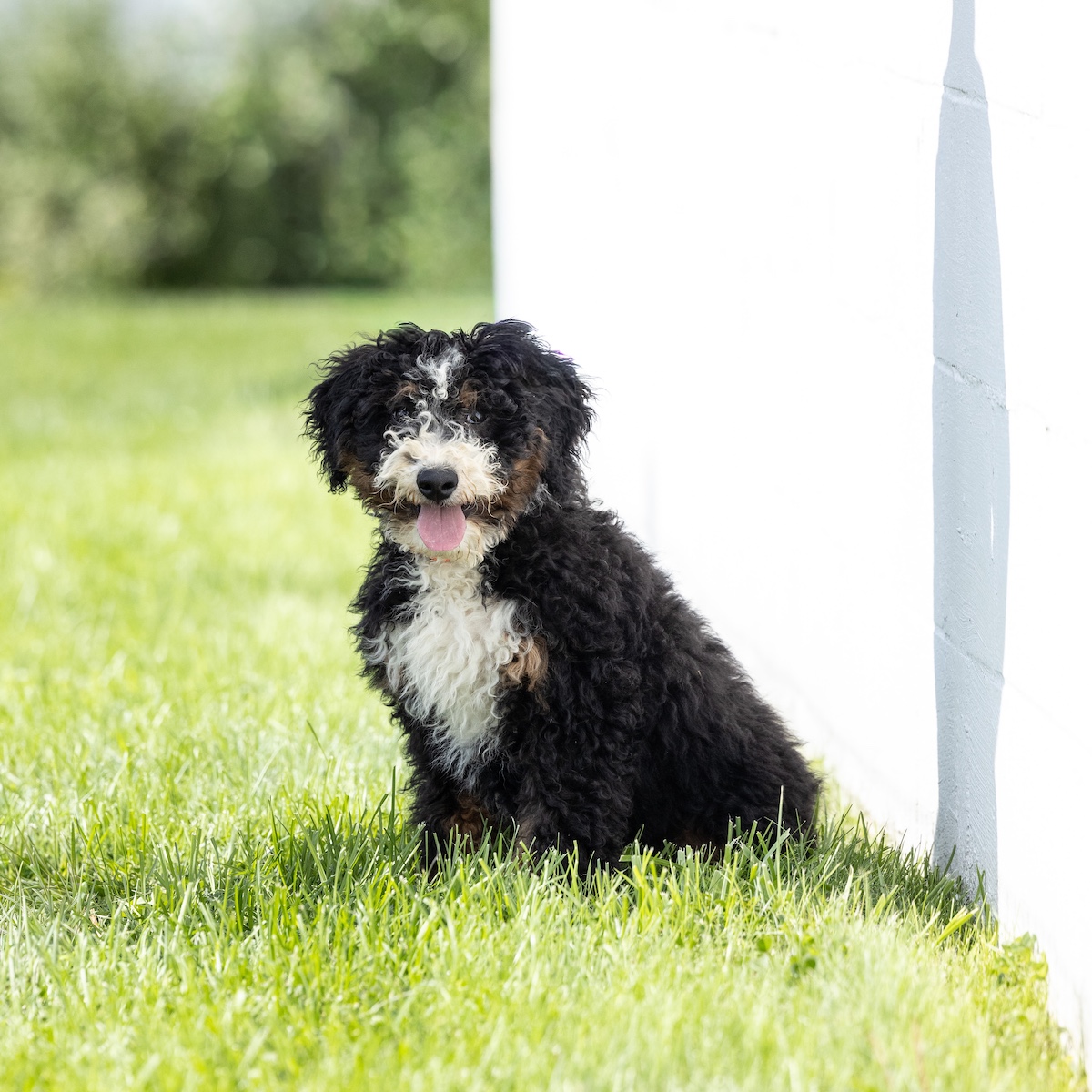 bernedoodle tri color for sale near me