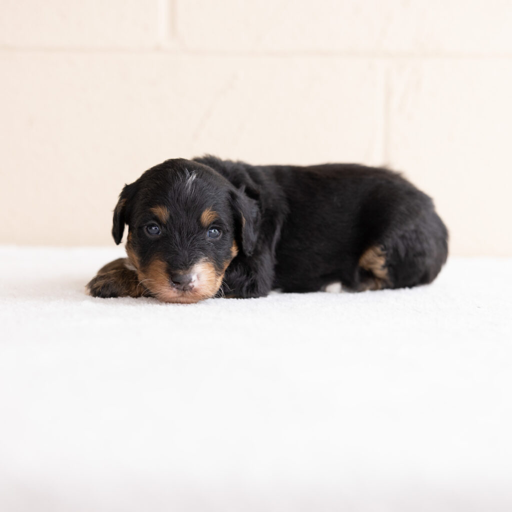 Bernedoodle black tri puppy near me