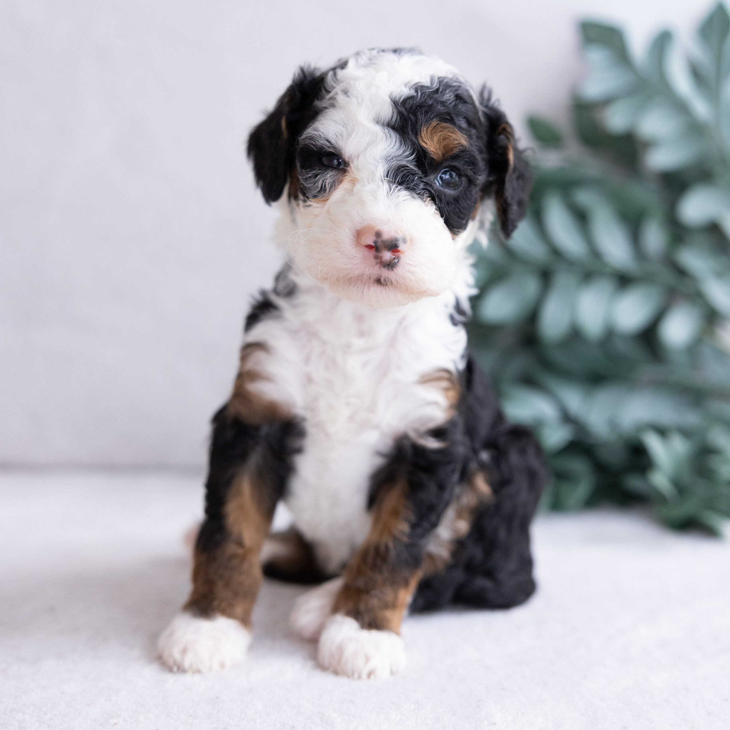 Mini Bernedoodle puppy for sale NYC