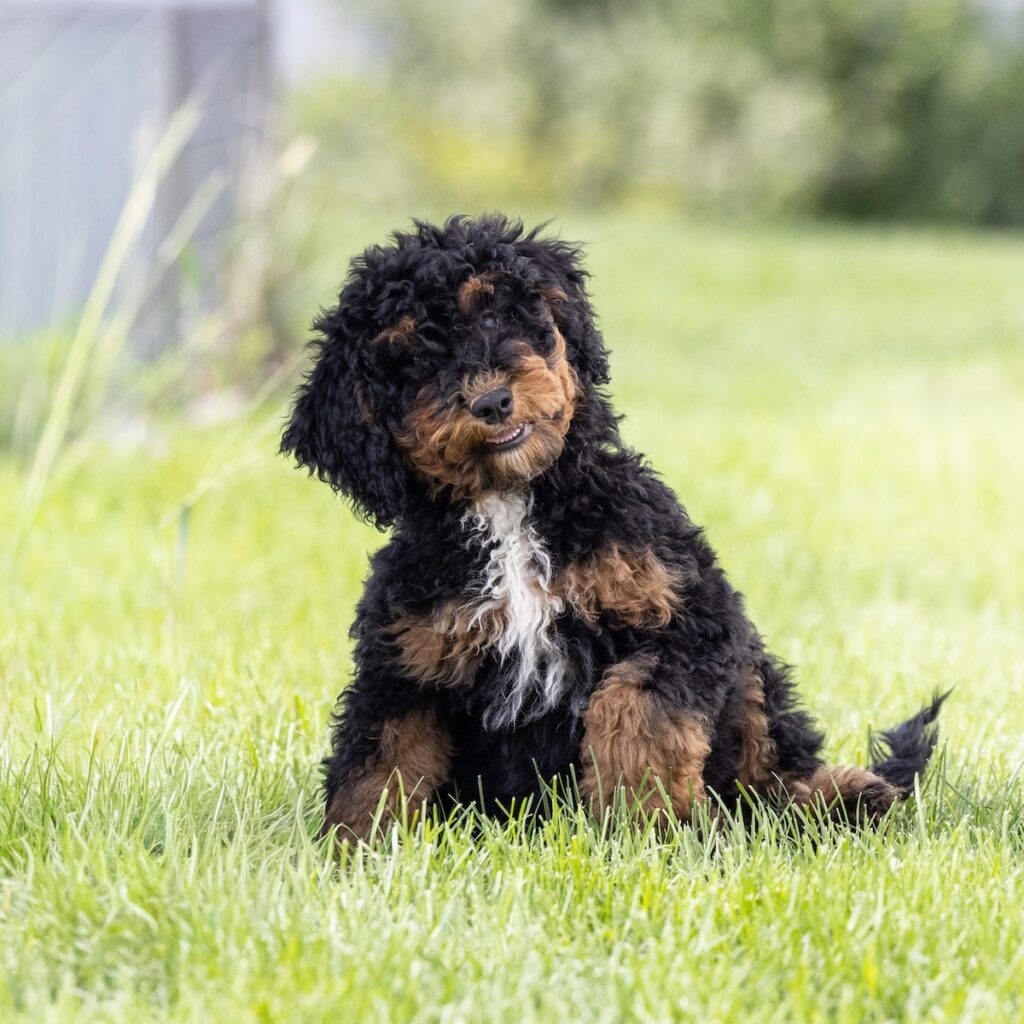 Mini Bernedoodle puppy for sale near me