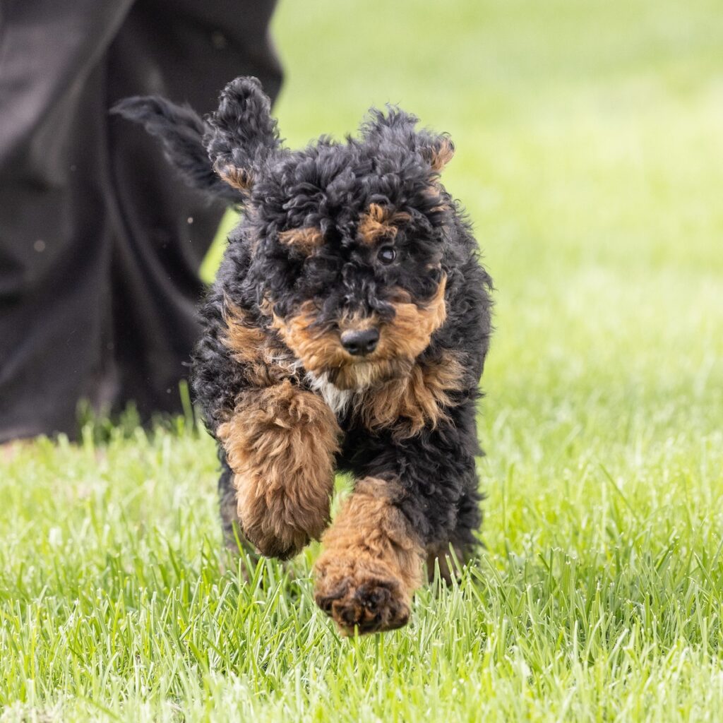 bernedoodle temperament