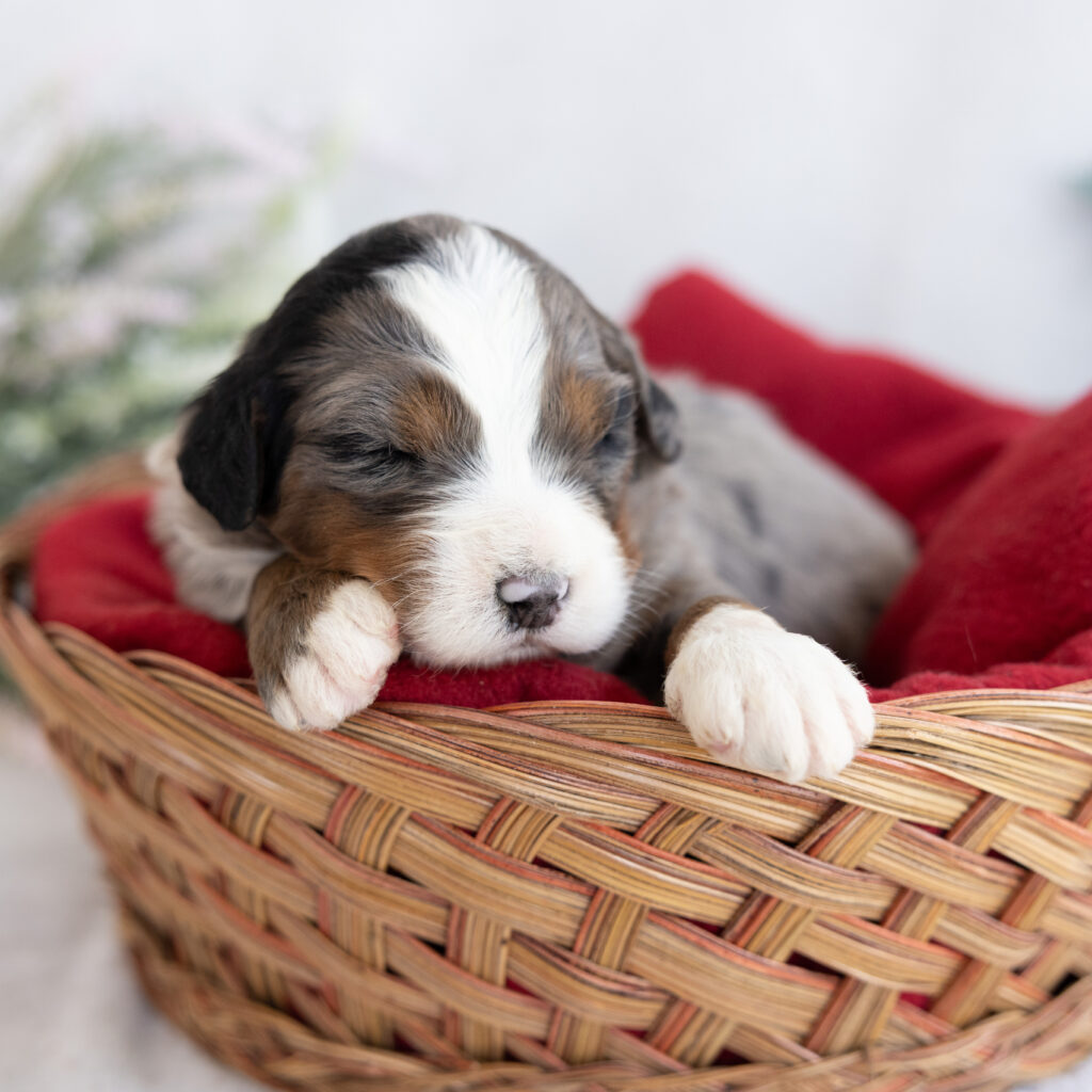 Standard Bernedoodle puppies in PA for sale